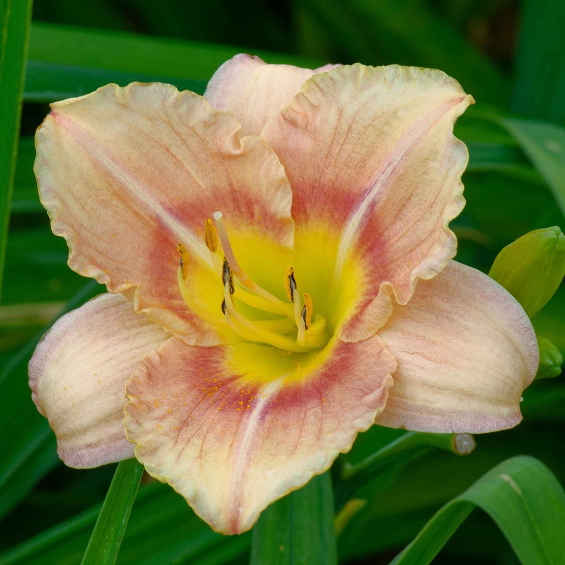 A close-up shot of a single Fragrant Rebloomer Mix Daylily flower, showcasing its delicate petals and vibrant colors.
