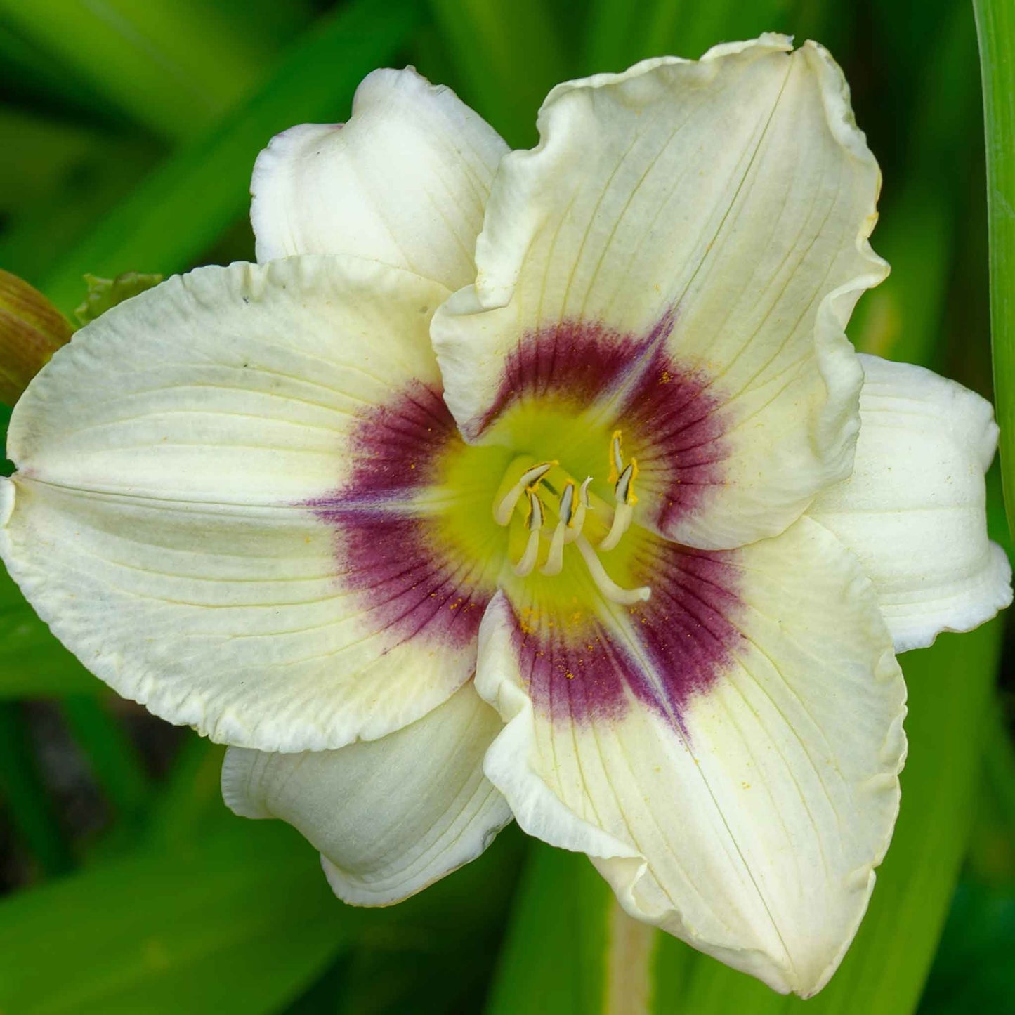 A close-up shot of a single Fragrant Rebloomer Mix Daylily flower, showcasing its delicate petals and vibrant colors.