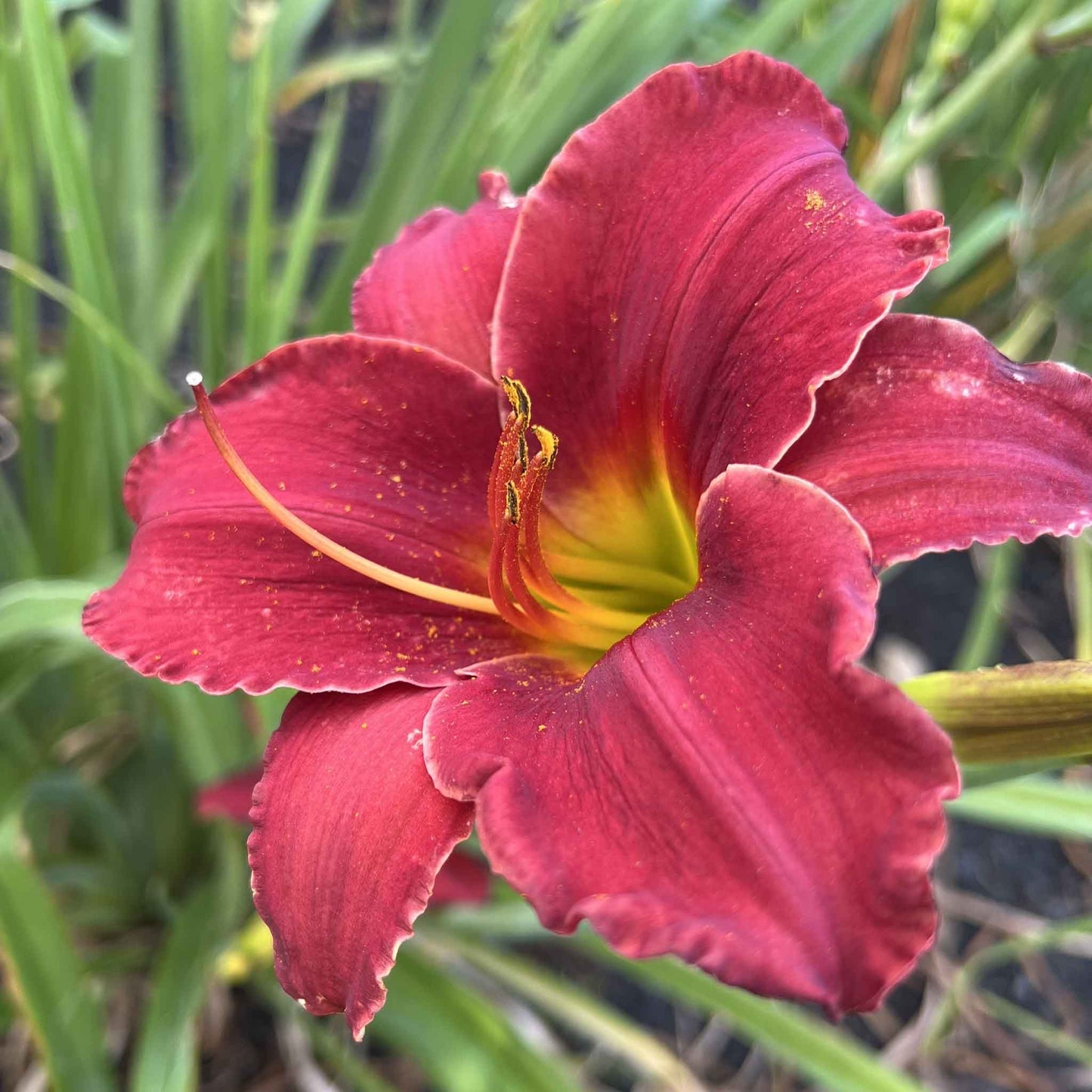 A close-up shot of a single Fragrant Rebloomer Mix Daylily flower, showcasing its delicate petals and vibrant colors.