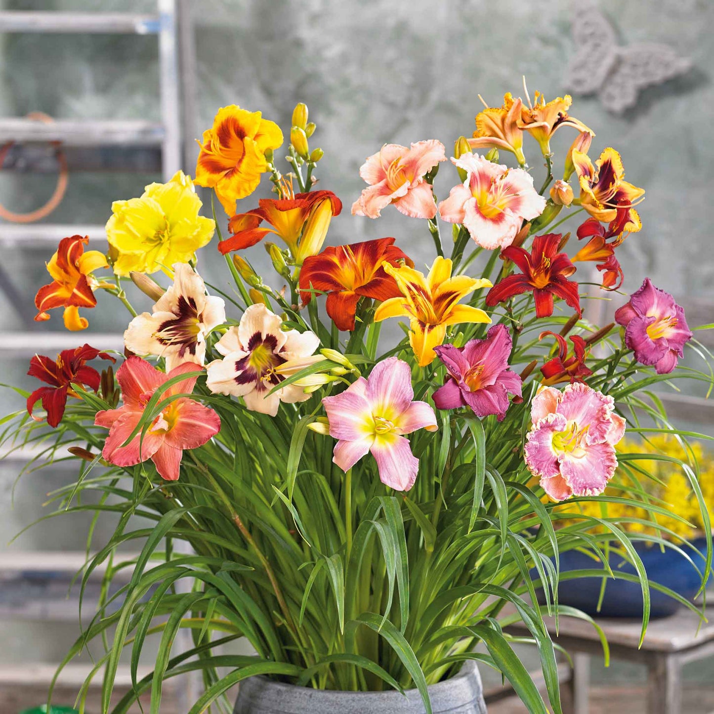 Happy Mix daylily bouquet showing the vibrant white and green colors.