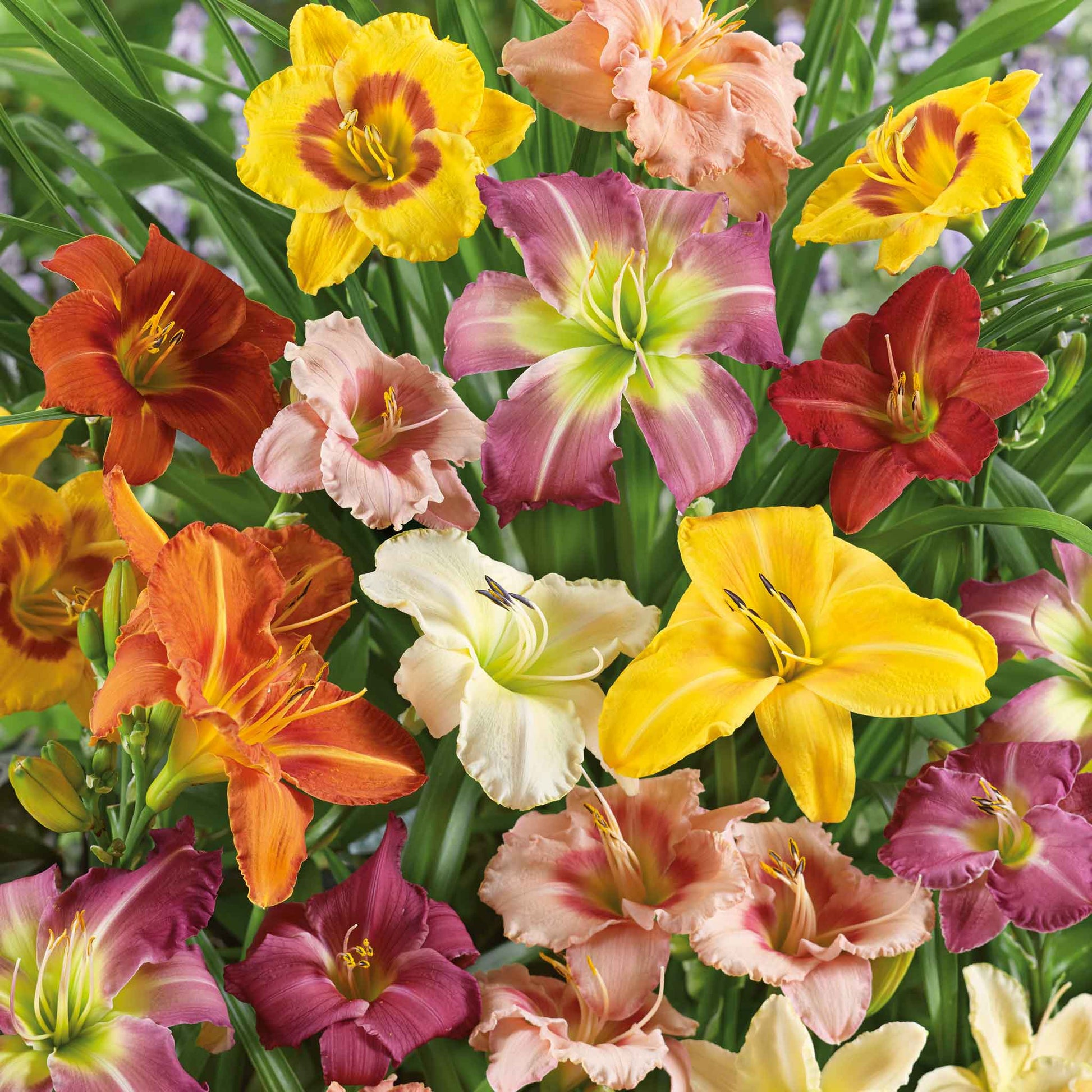 Mixed daylily bouquet showing the vibrant white and green colors.