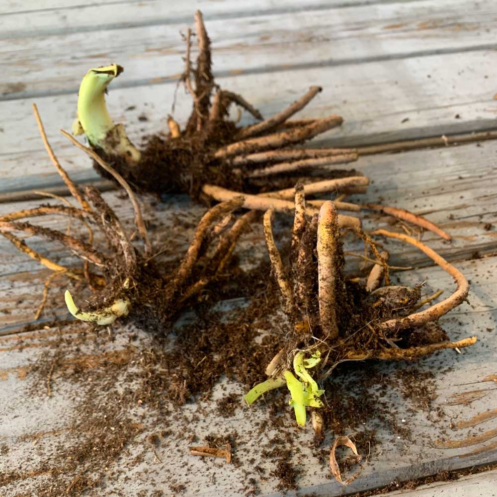 A cluster of Daylily roots with dirt on them on top of a wooden surface.