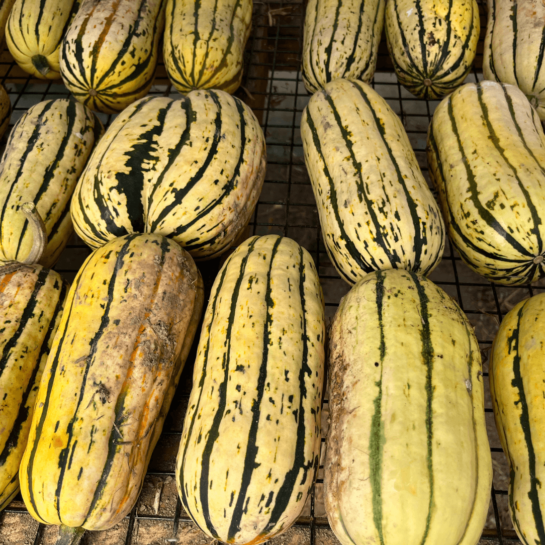 Cornell's Bush Delicata Squash