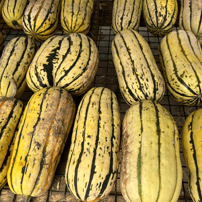 Cornell's Bush Delicata Squash