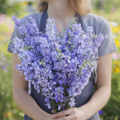 Blue delphinium blue bell flowers held in a bunch against a plain background.