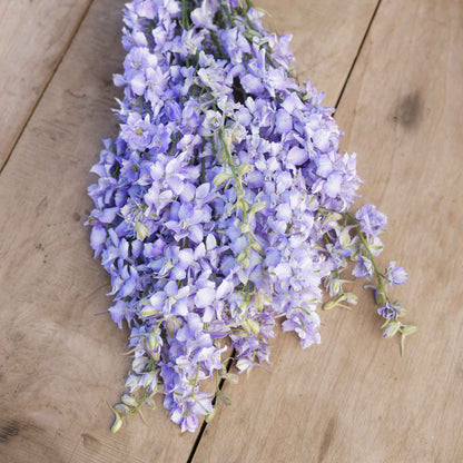 Blue delphinium blue bell blooms on tall stems against a blurred green background.