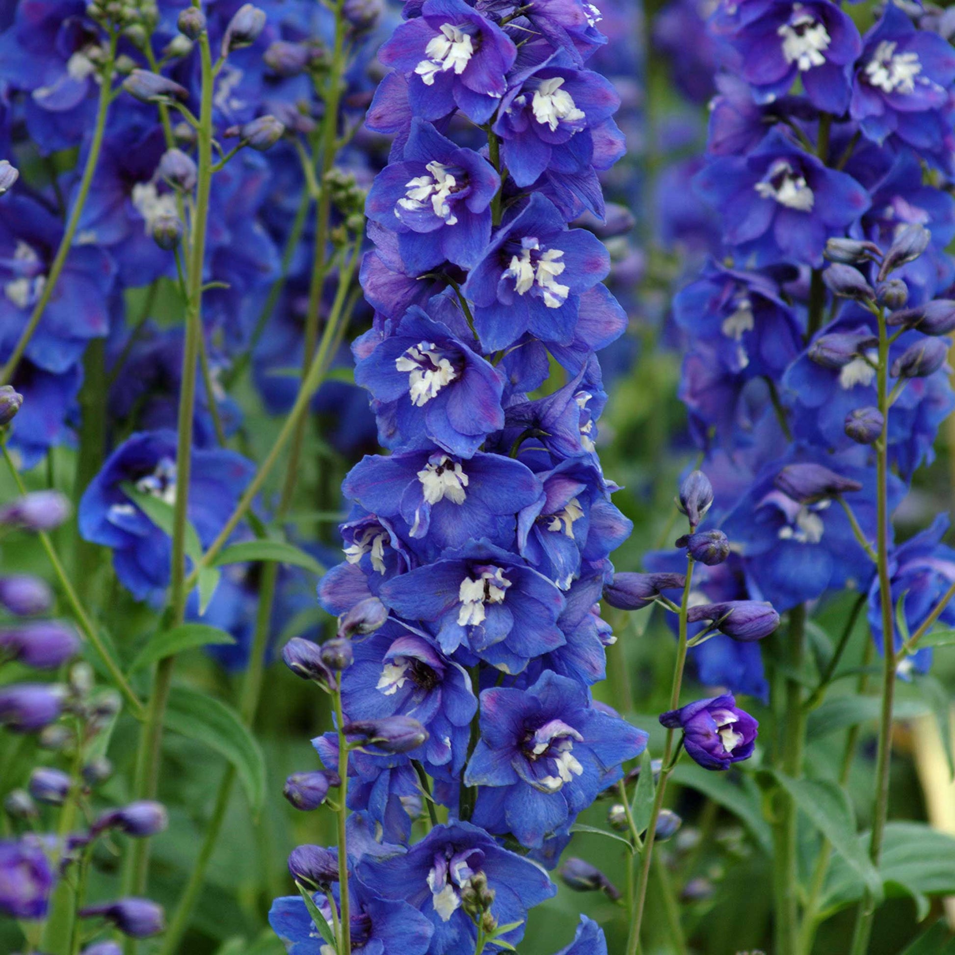 Blue delphinium desante blue flower with dark center against a blurred green background.