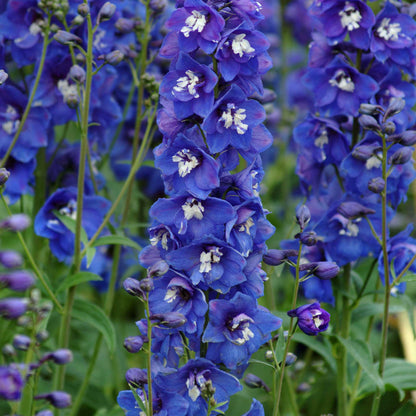 Blue delphinium desante blue flower with dark center against a blurred green background.