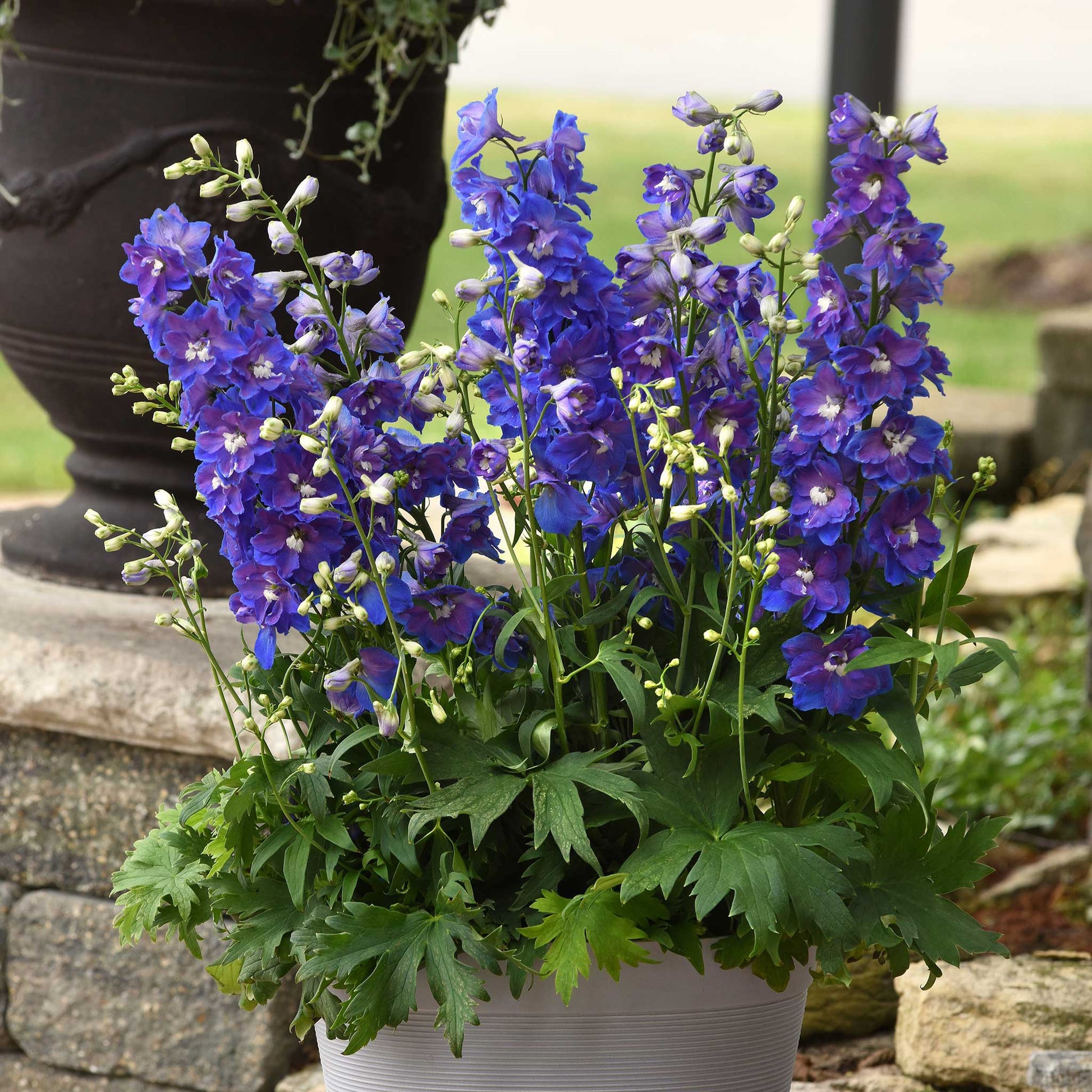 Purple delphinium desante blue flowers in a pot against a bright garden background.