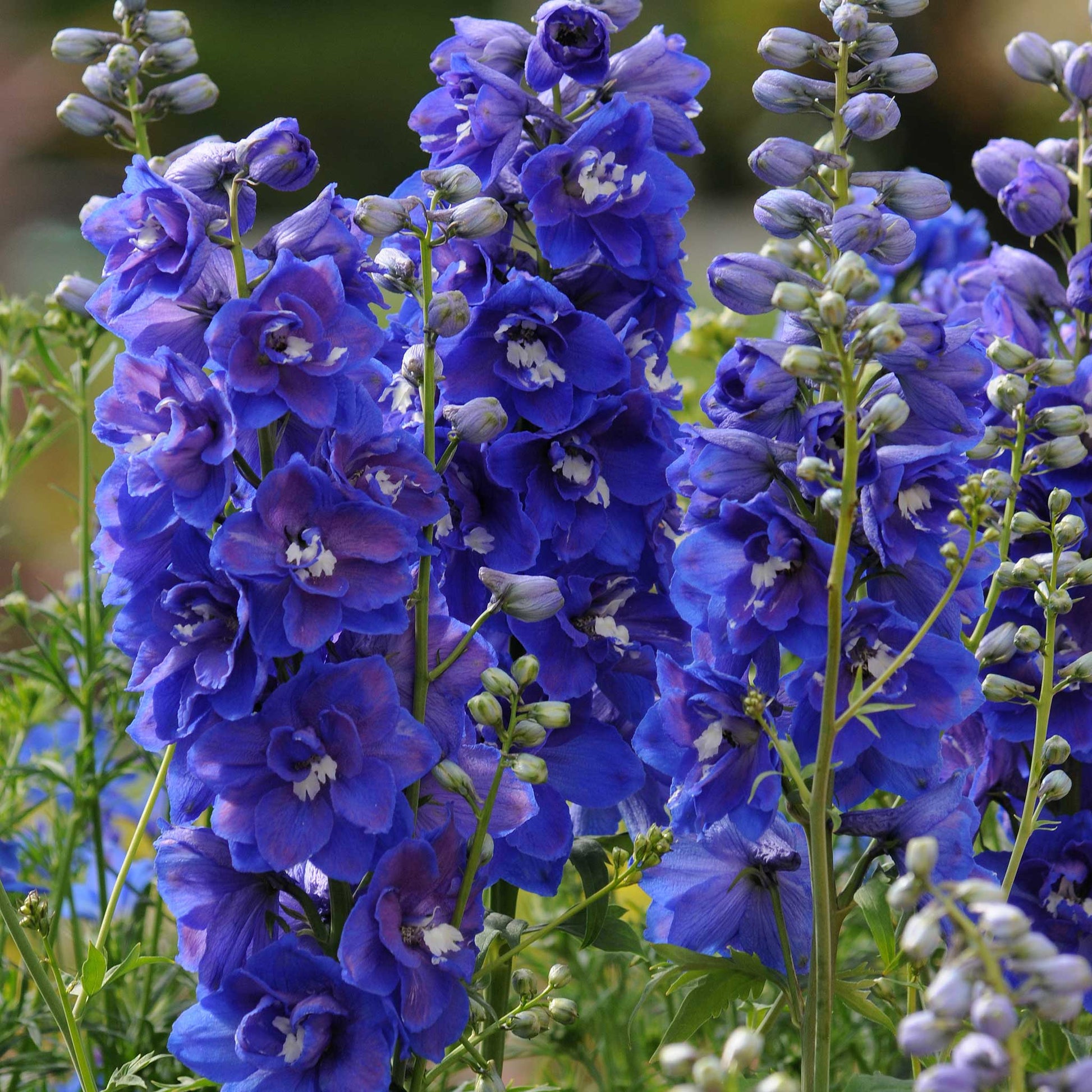 Deep blue delphinium desante blue flowers on green stems against a plain background.