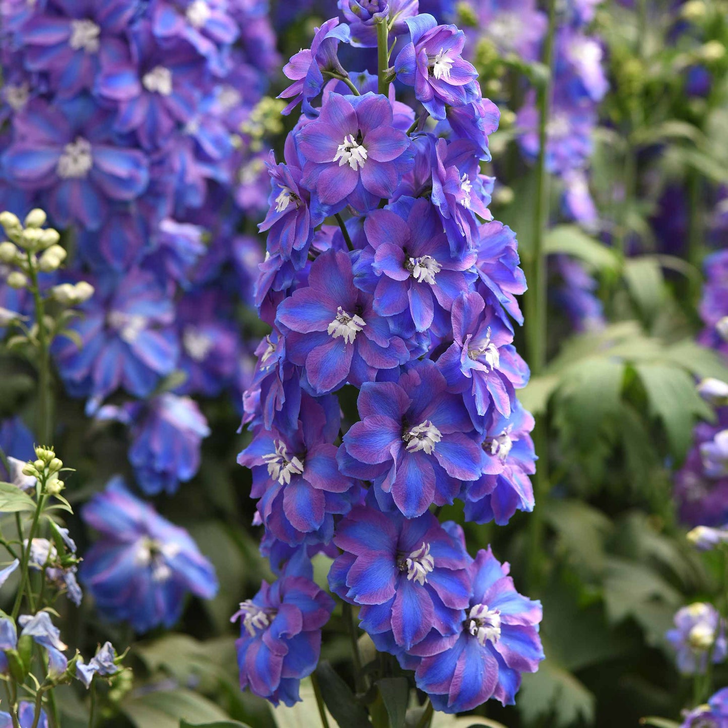 Blue delphinium guardian blue flowers on tall stems against a blurred green background.