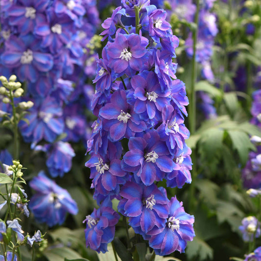 Blue delphinium guardian blue flowers on tall stems against a blurred green background.