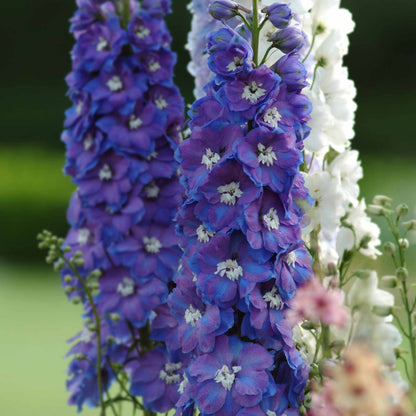 Deep blue delphinium guardian blue flowers against a bright garden background.