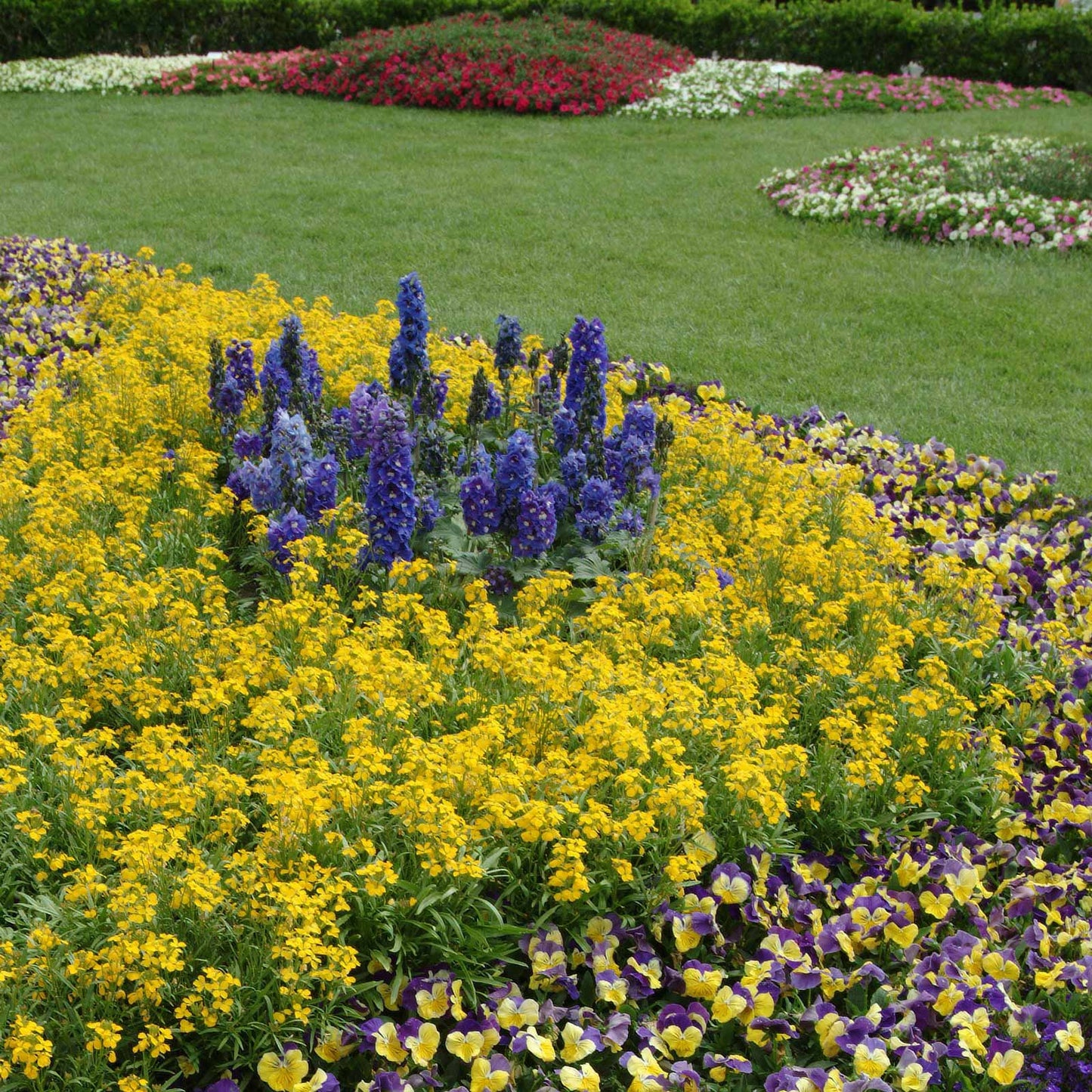 Purple delphinium guardian blue flowers growing in a bright yellow garden setting.