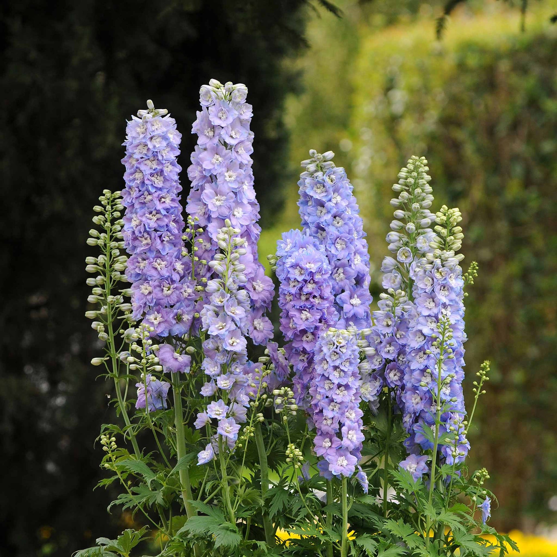 Purple delphinium guardian lavender flowers on stems against a blurred dark background.