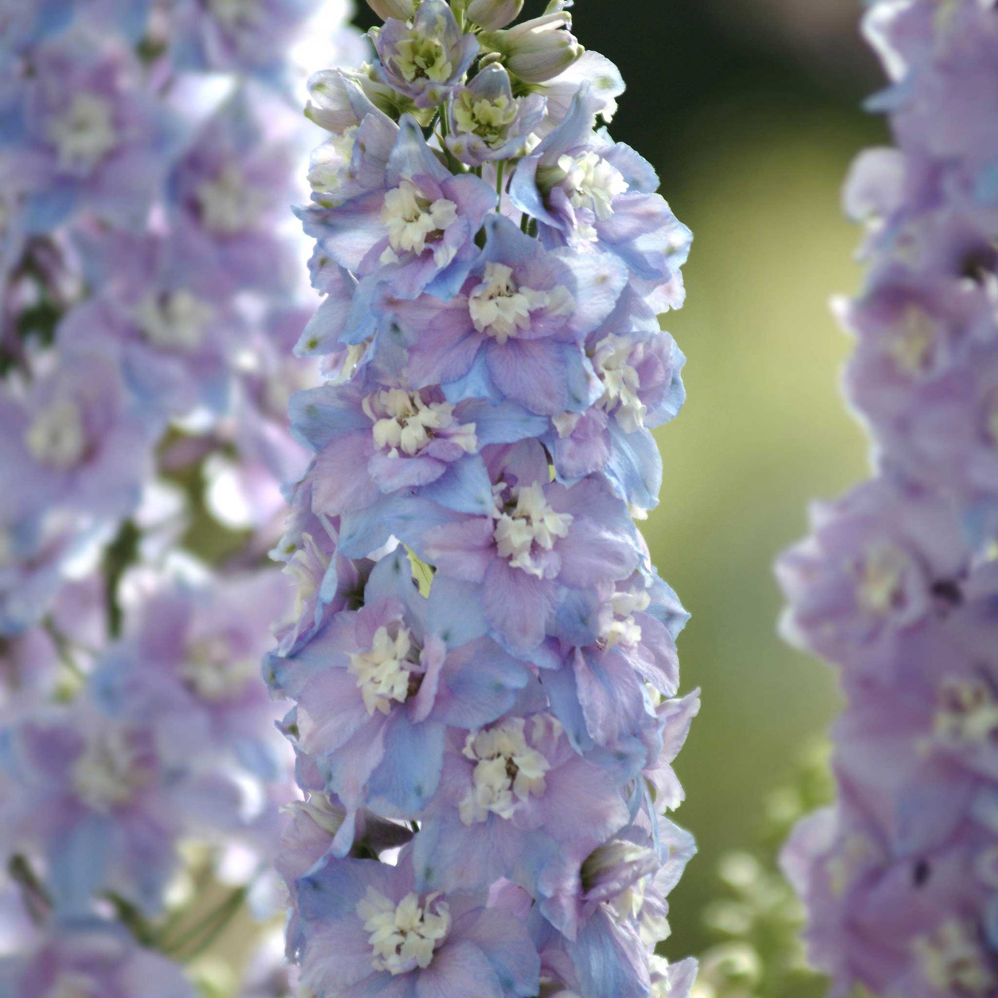 Purple delphinium guardian lavender flowers against a blurred green background.