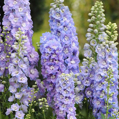 Purple delphinium guardian lavender blooms against a blurred green background.