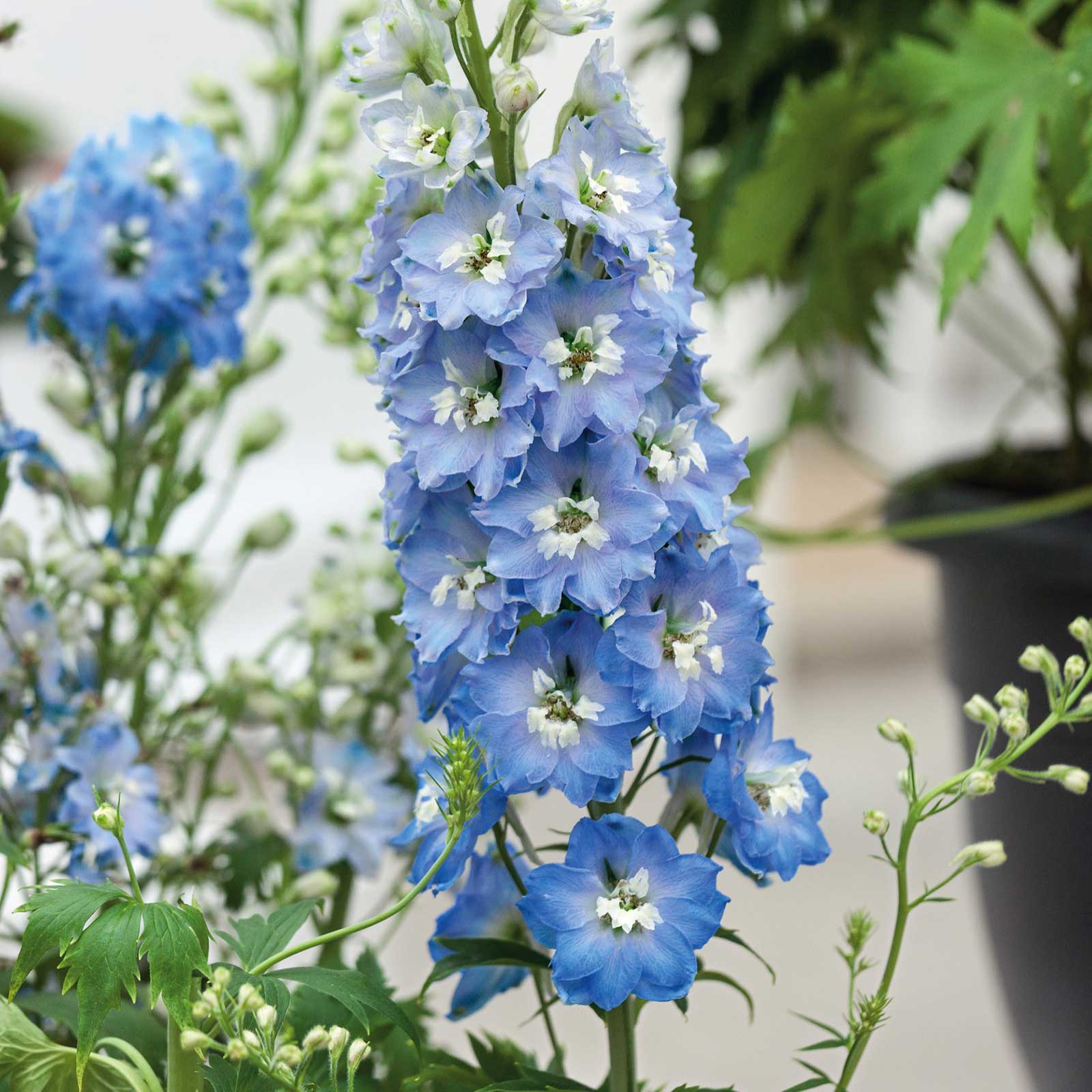 White and purple delphinium light blue white bee flowers against a blurred green background.