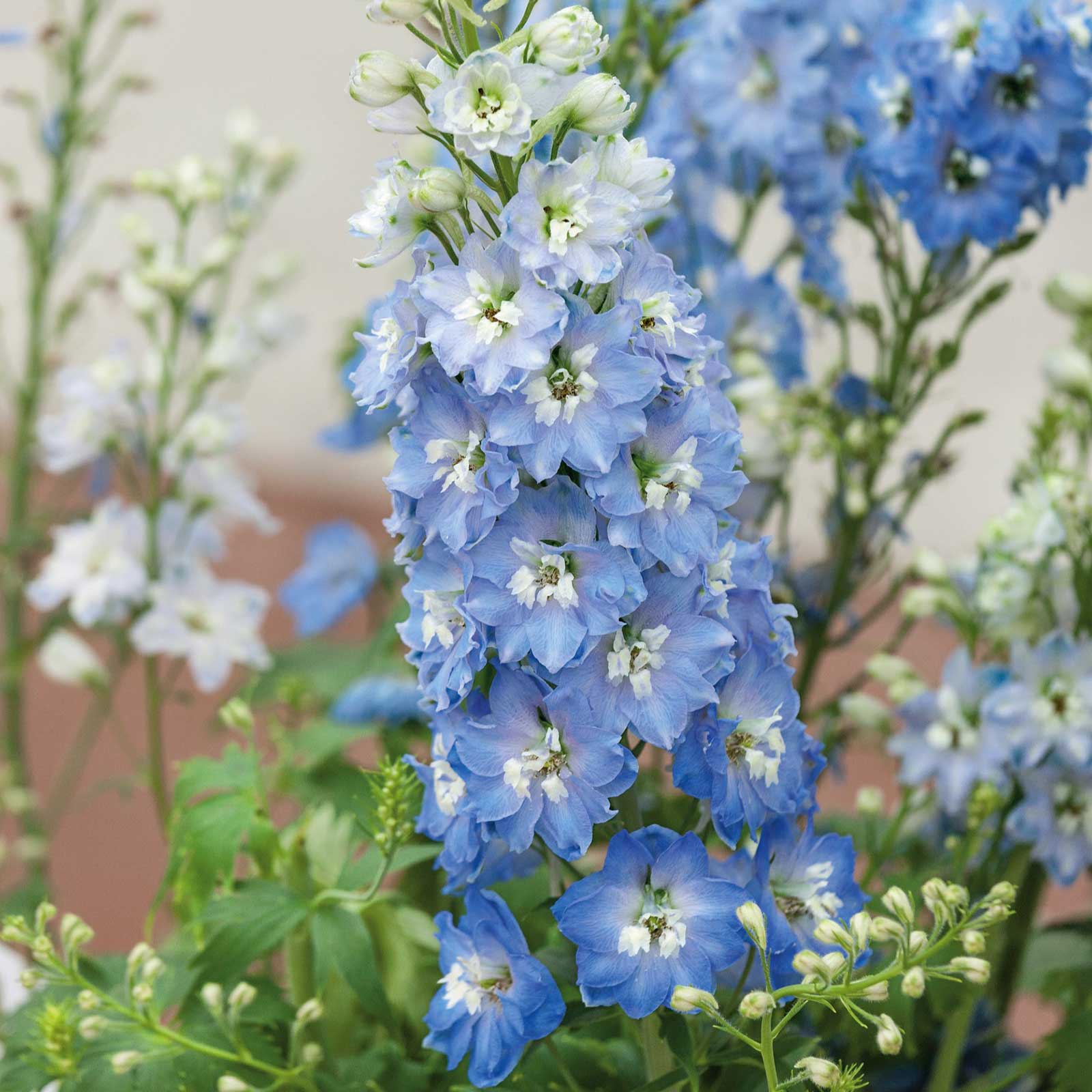 Light blue delphinium light blue white bee flowers against a blurred green background.