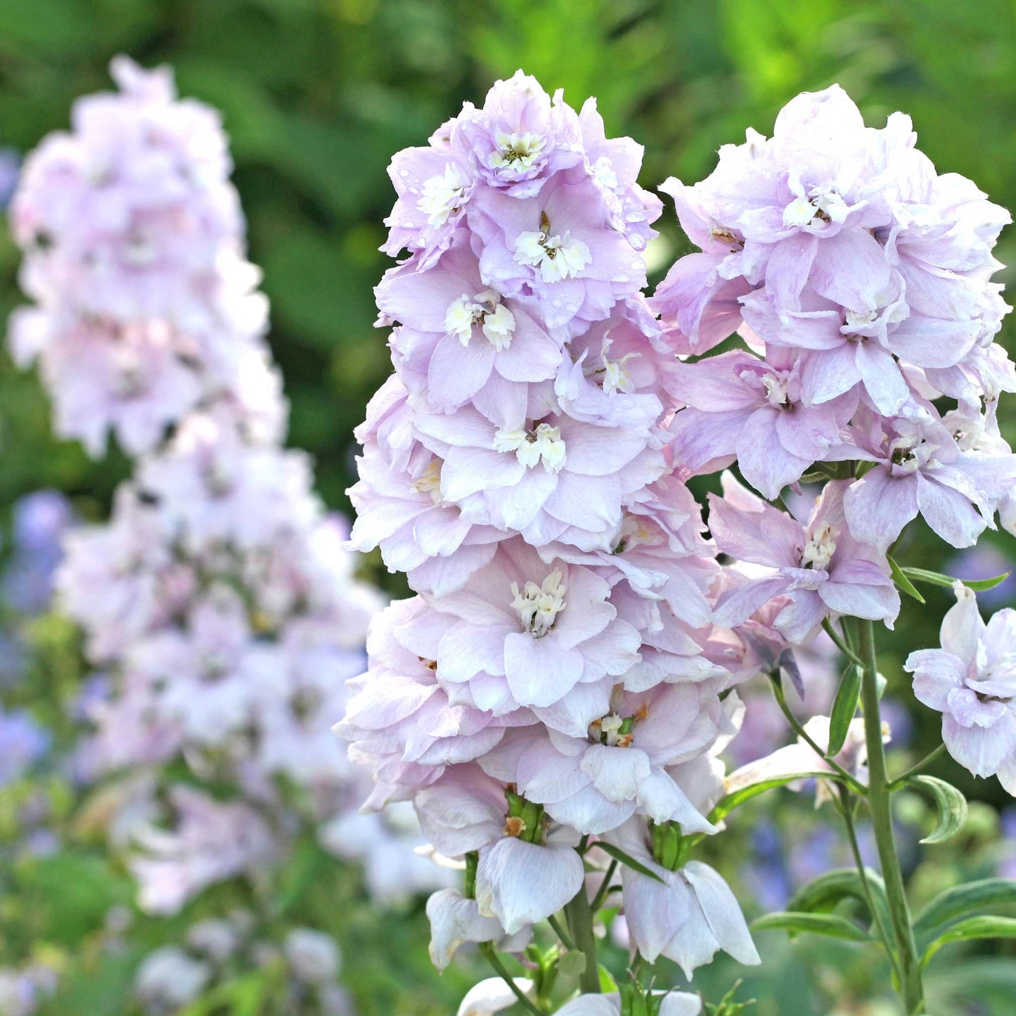 Pink delphinium magic fountains cherry blossom white bee against a blurred green background.