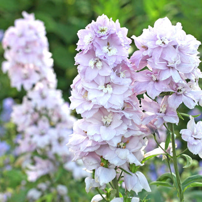 Pink delphinium magic fountains cherry blossom white bee against a blurred green background.