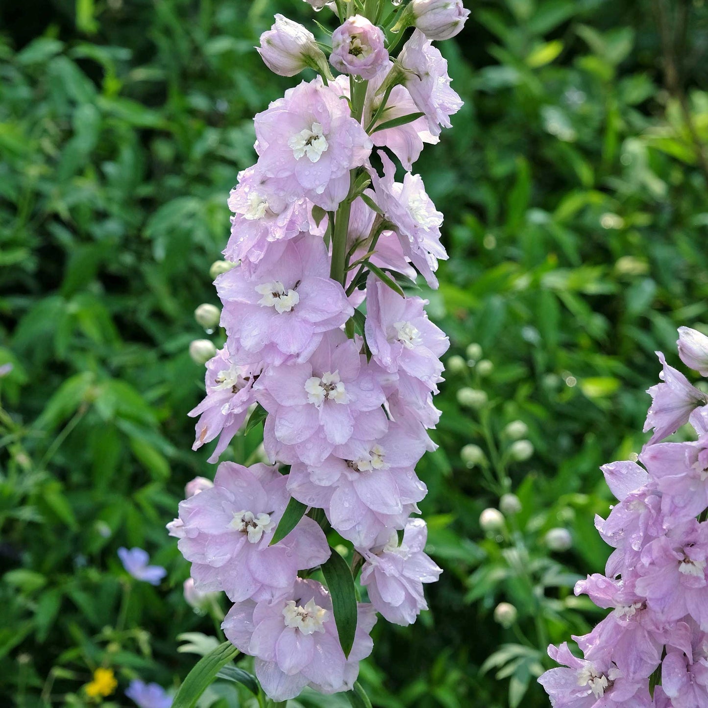 Pink delphinium magic fountains cherry blossom white bee against a blurred green background.