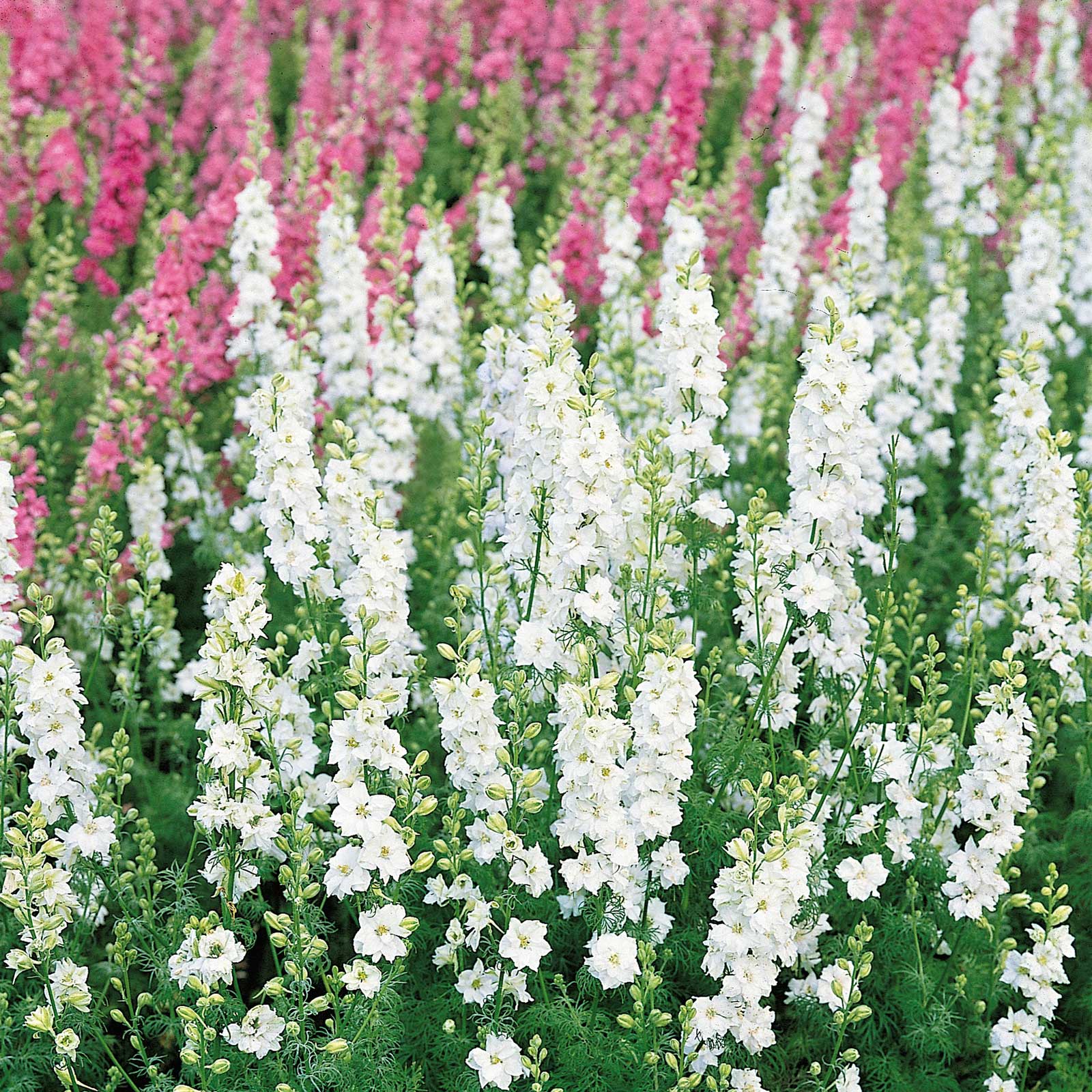 White king delphinium flowers on tall stems against a blurred green background.