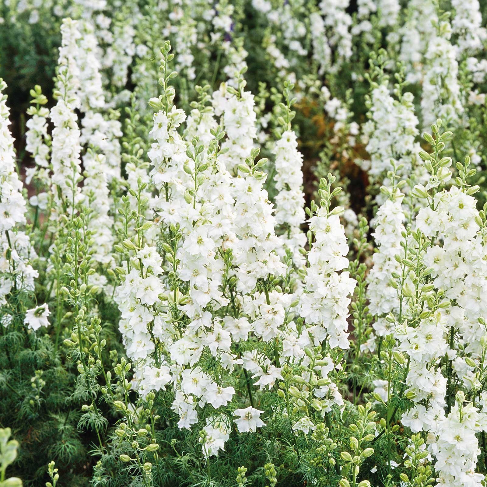 White king delphinium flowers with green leaves against a blurred green background.