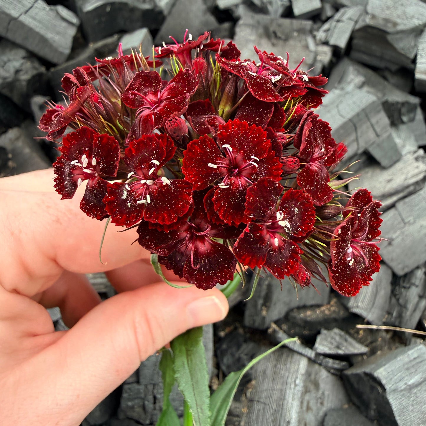 Dianthus Dunetti