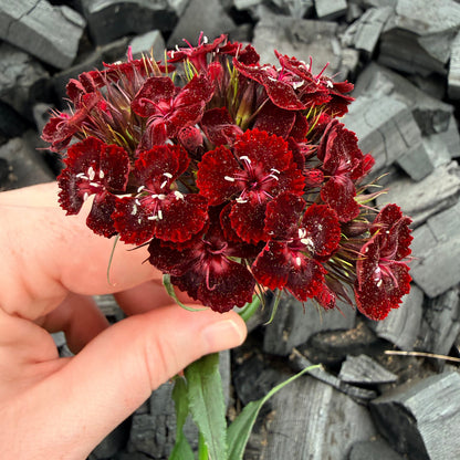 Dianthus Dunetti