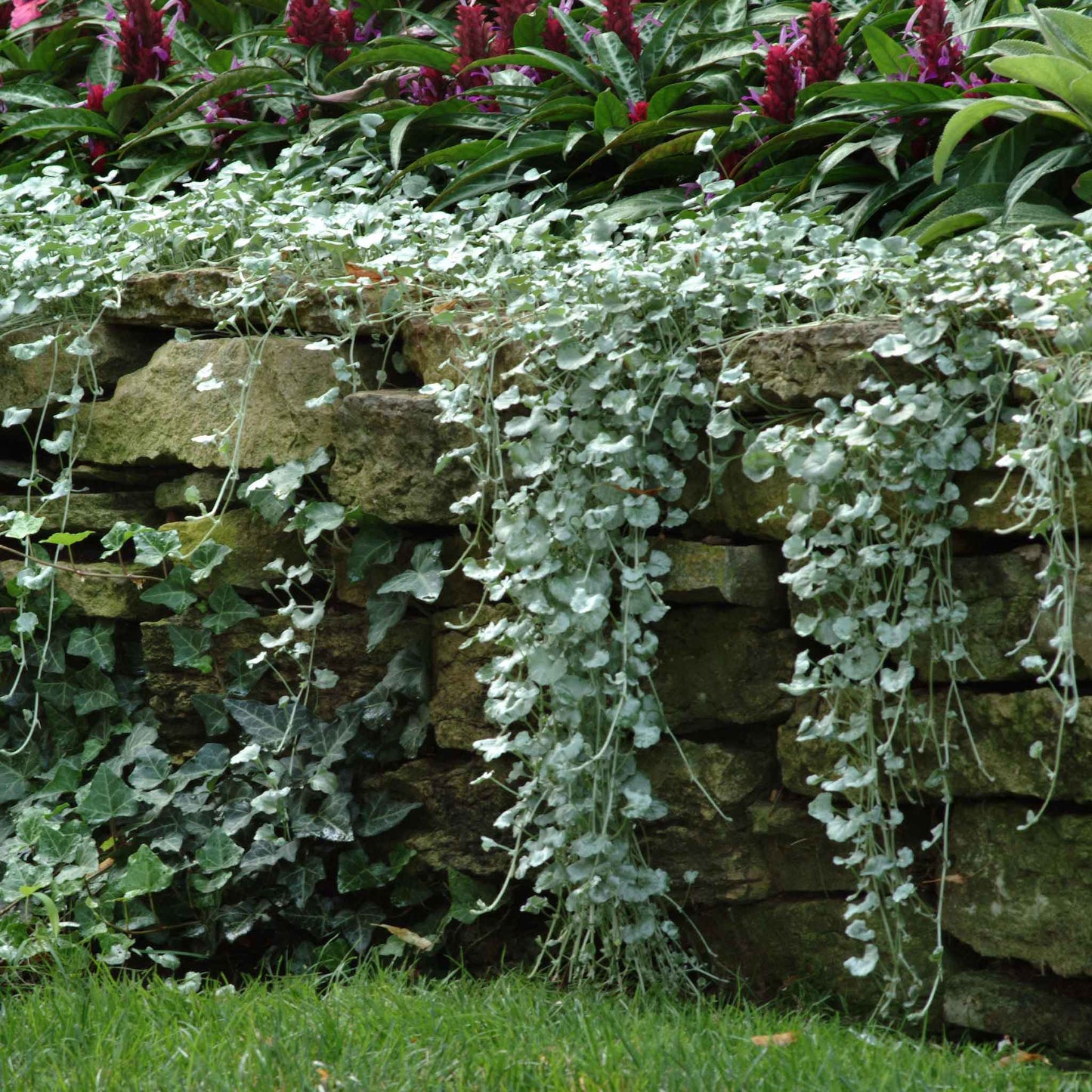 Silver-green dichondra silver falls leaves cascading down a stone wall background.