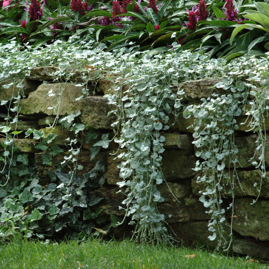 Silver-green dichondra silver falls leaves cascading down a stone wall background.