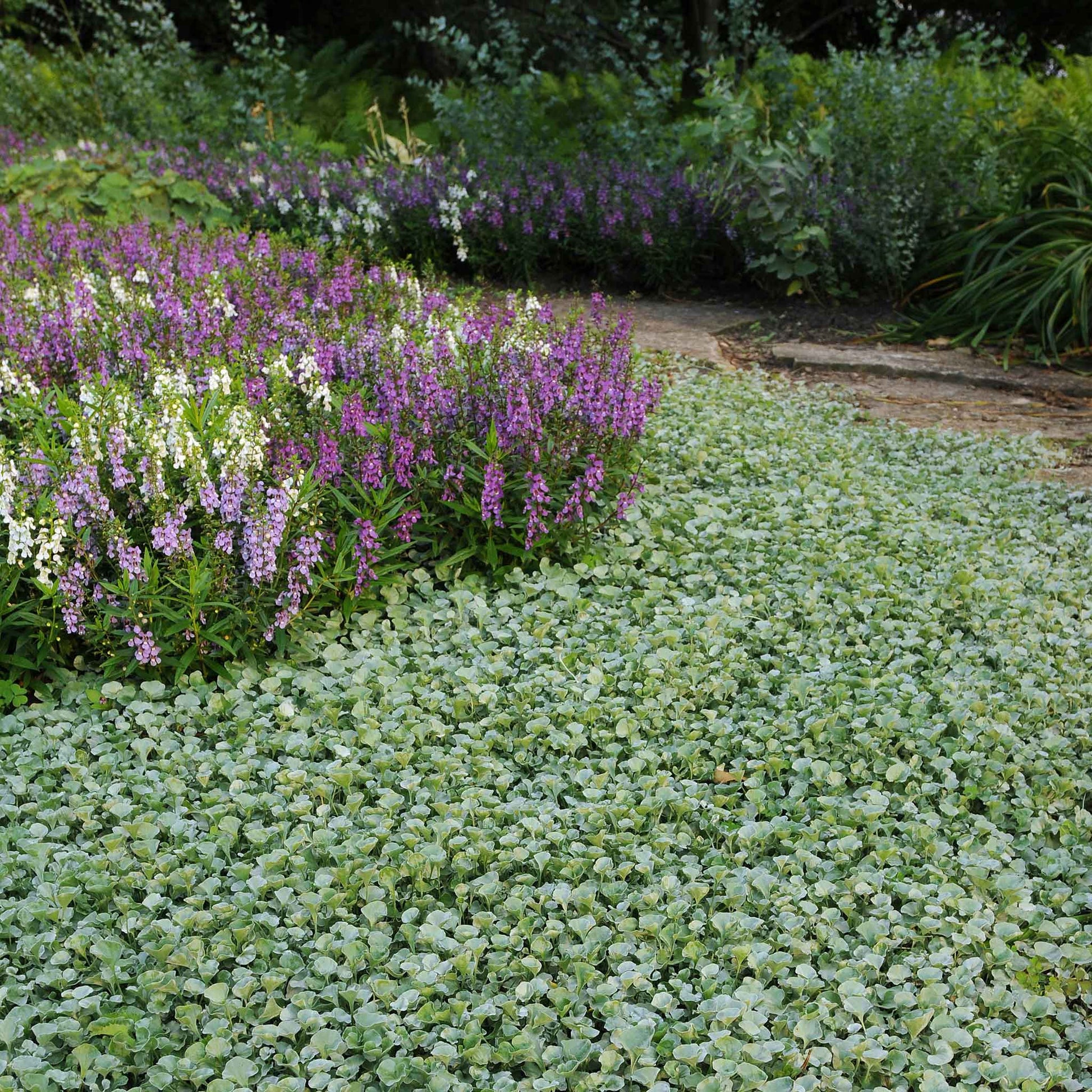 Green dichondra silver falls ground cover spreading across a colorful garden setting.