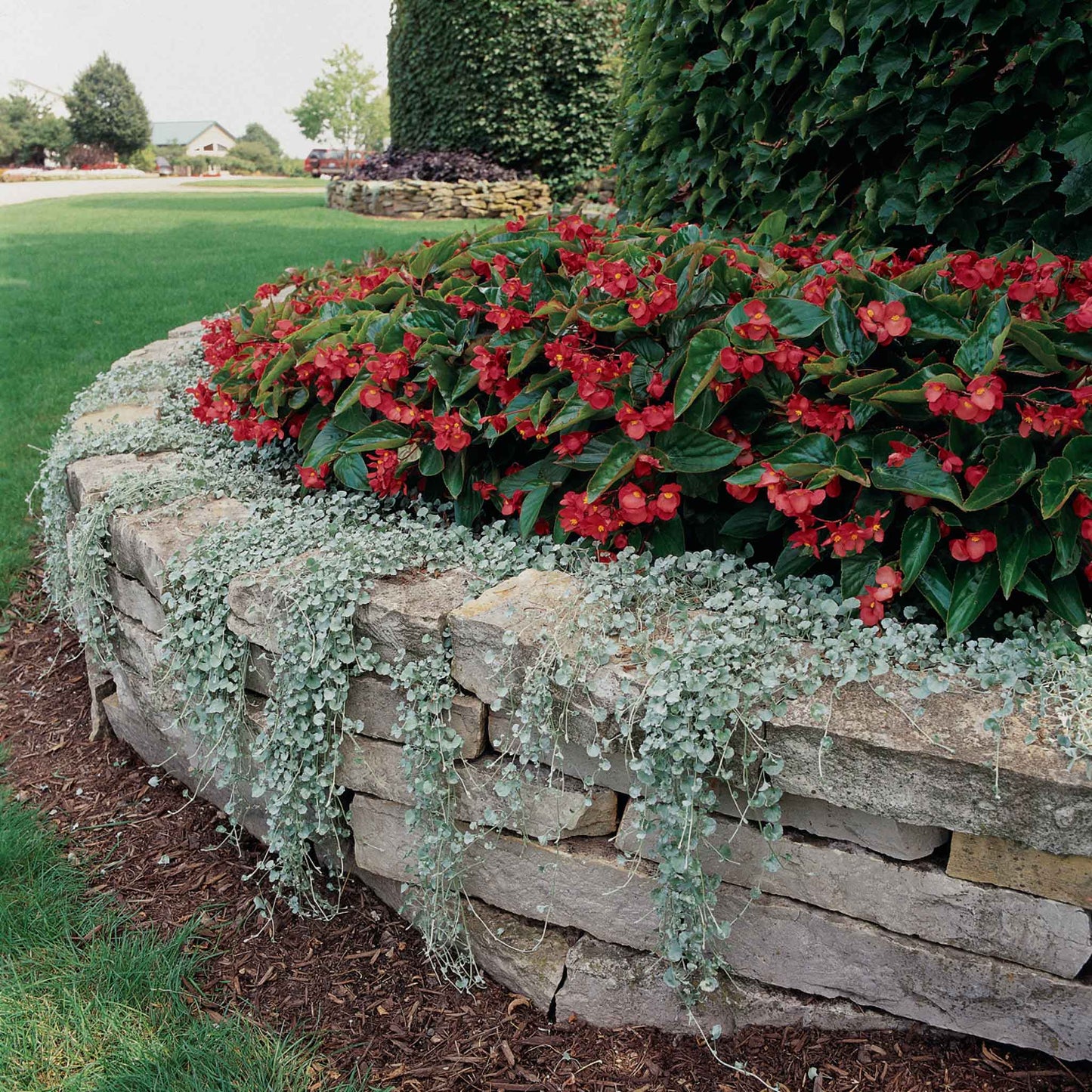 Green dichondra silver falls spilling over a stone garden bed with red flowers above.