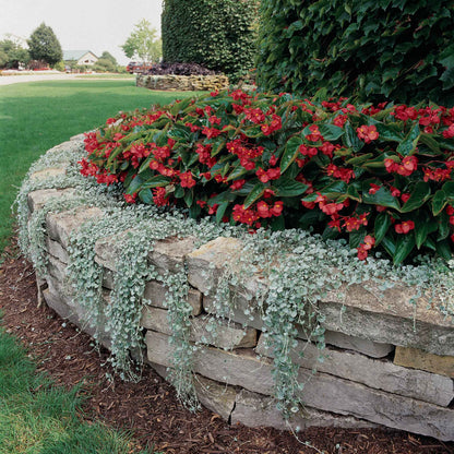 Green dichondra silver falls spilling over a stone garden bed with red flowers above.