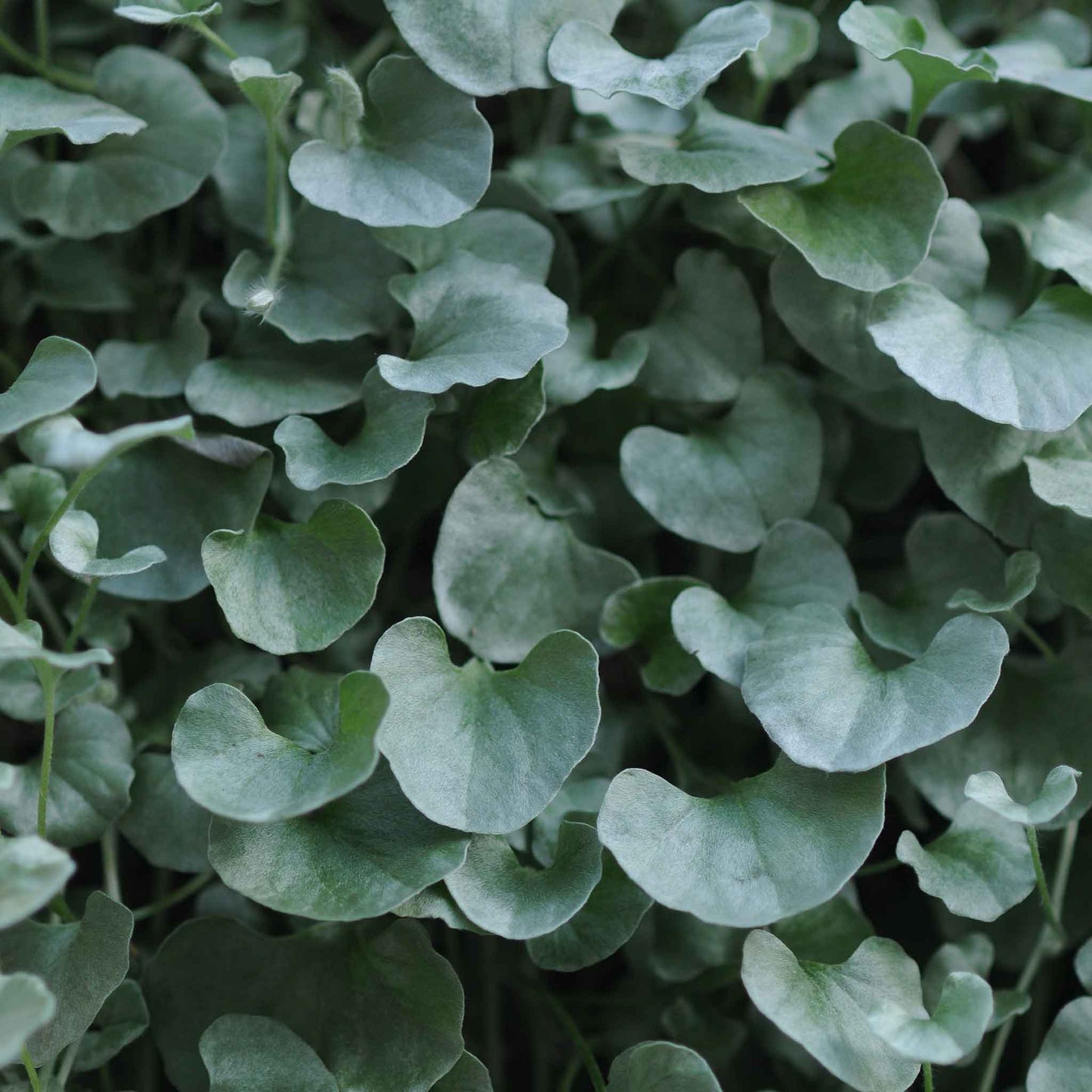 Silver-green dichondra silver falls coin-shaped leaves against a plain dark background.