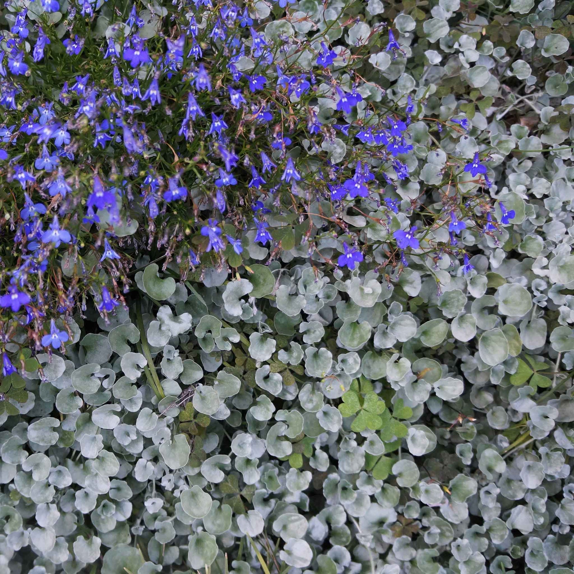 Green dichondra silver falls ground cover growing alongside blue and white garden flowers.