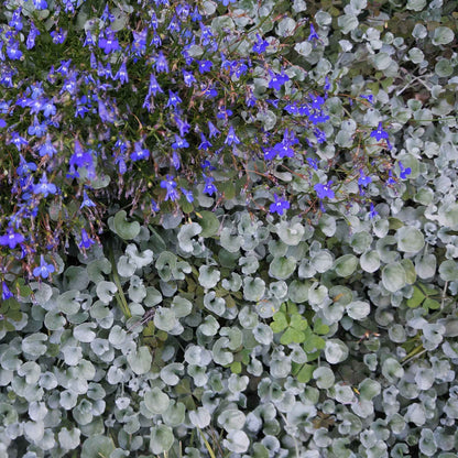 Green dichondra silver falls ground cover growing alongside blue and white garden flowers.