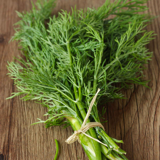 A close-up shot of green dill bouquet fronds, showing delicate textures.