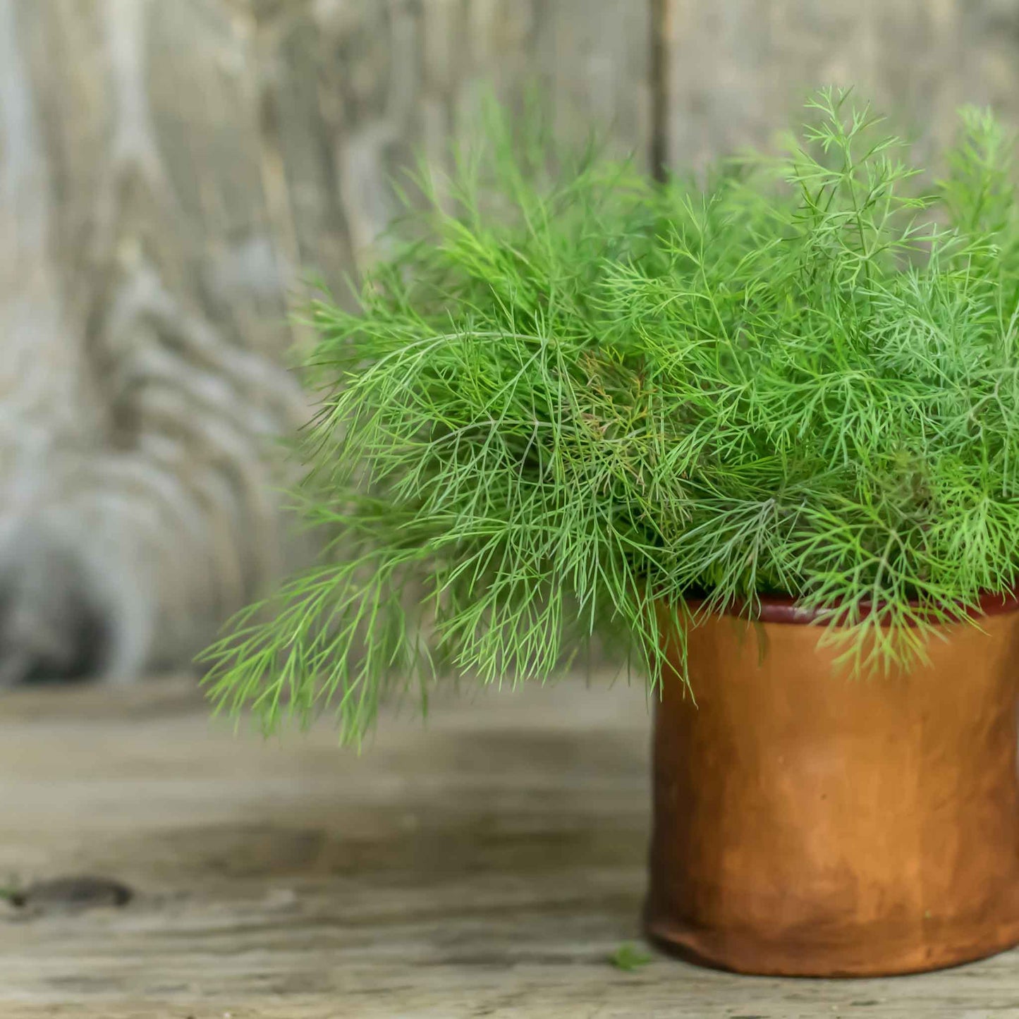 An off-center shot of a compatto dill plant in a copper planter.