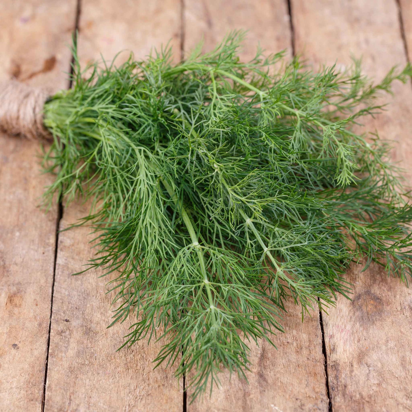 Close-up of green elephant dill stems with feathery leaves on a wooden table.