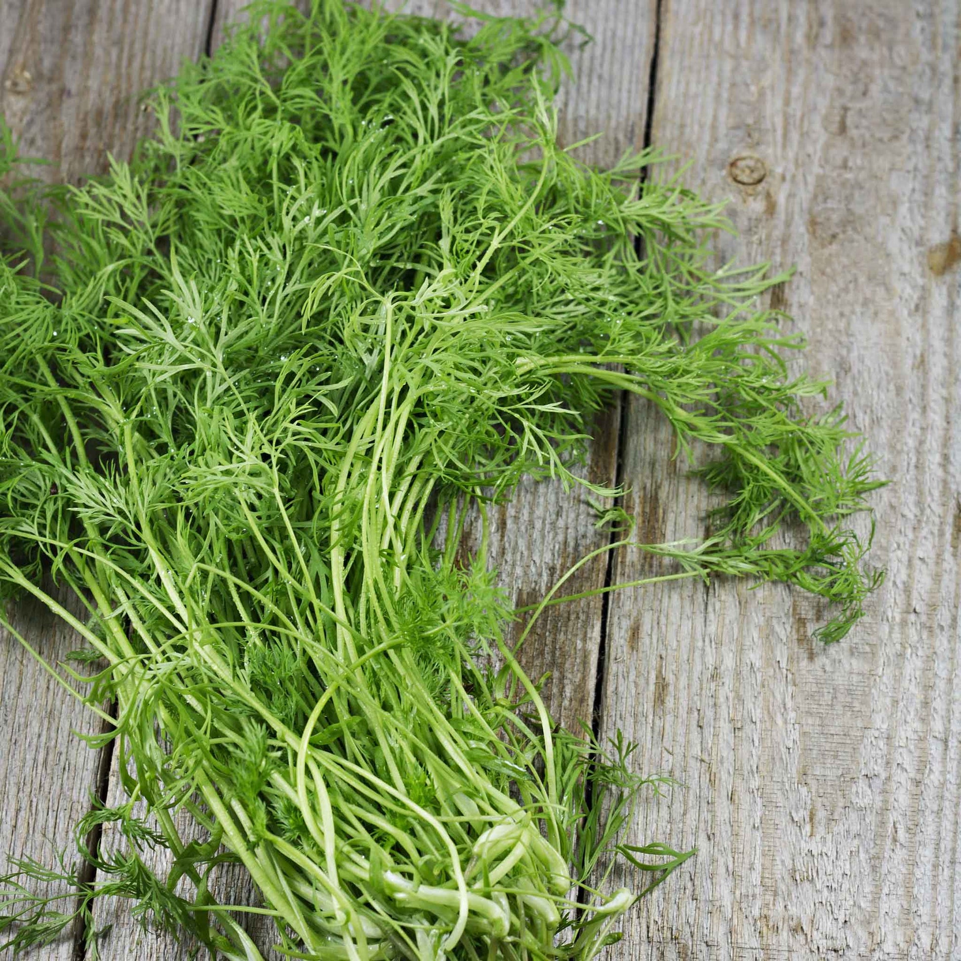 Close-up of a vibrant green, organic dill bouquet stems with feathery leaves.