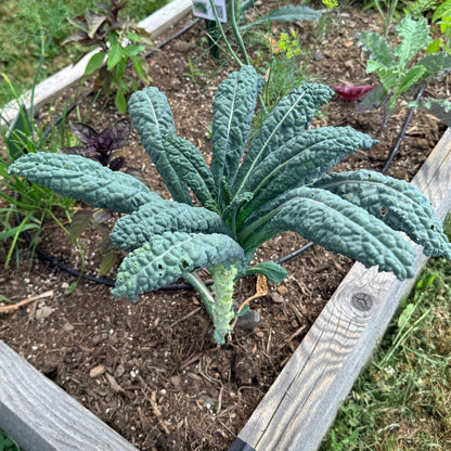 Dino Kale