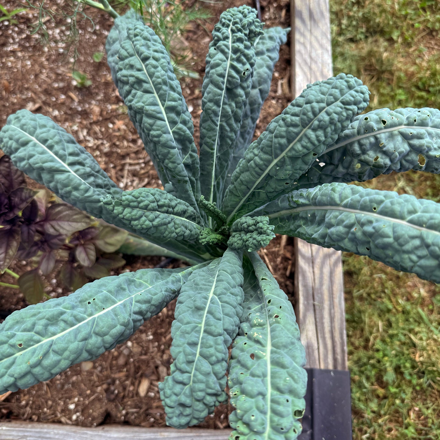 Dino Kale