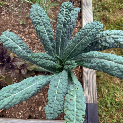 Dino Kale
