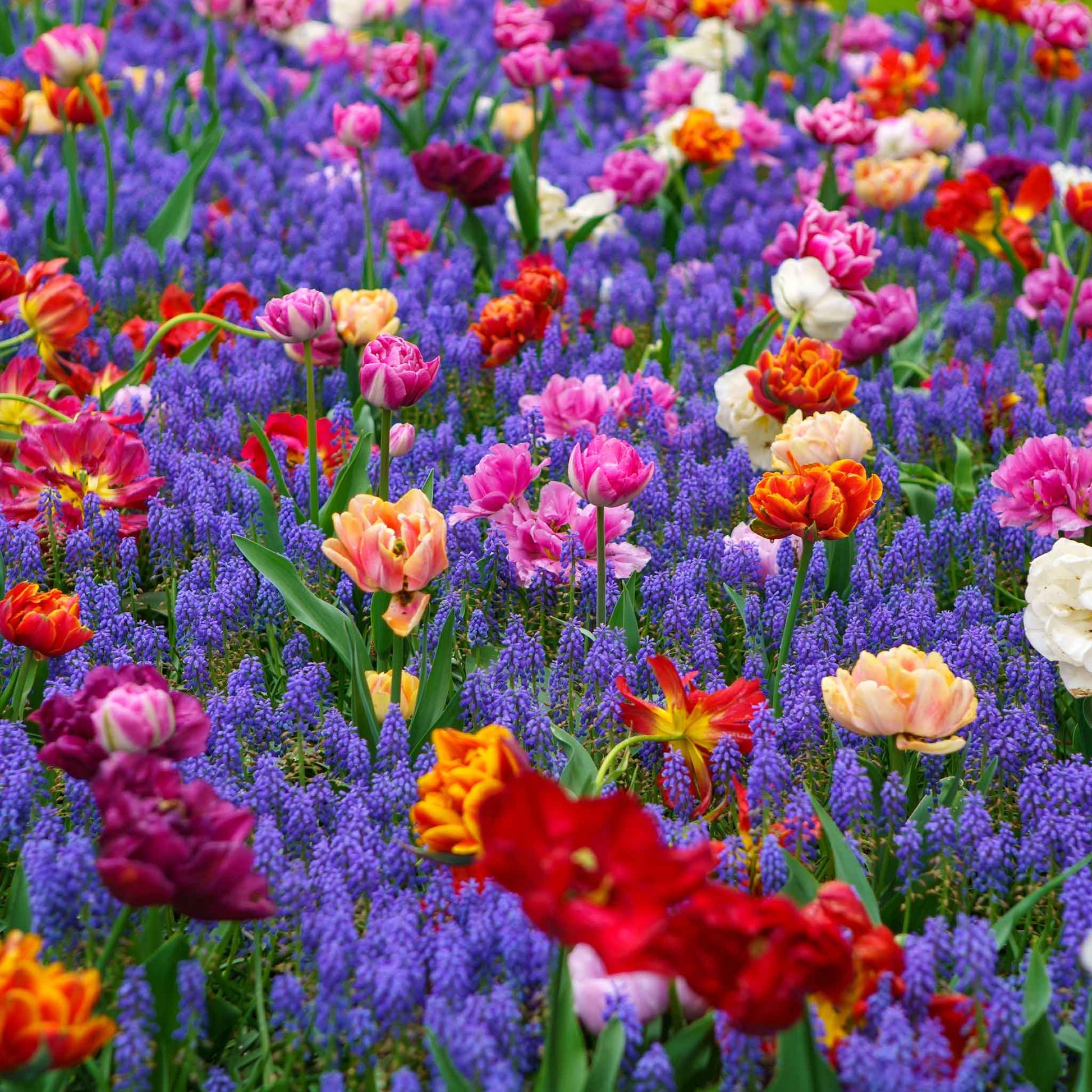 A garden bed filled with vibrant tulips in shades of pink, red, orange, and purple muscari flowers, creating a colorful spring display.