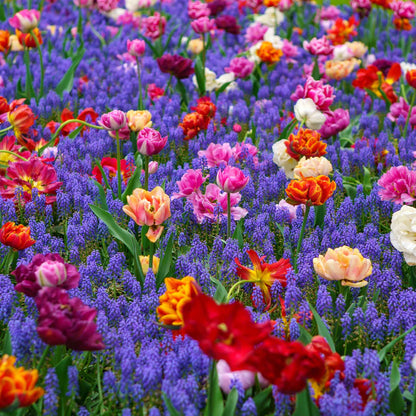 A garden bed filled with vibrant tulips in shades of pink, red, orange, and purple muscari flowers, creating a colorful spring display.