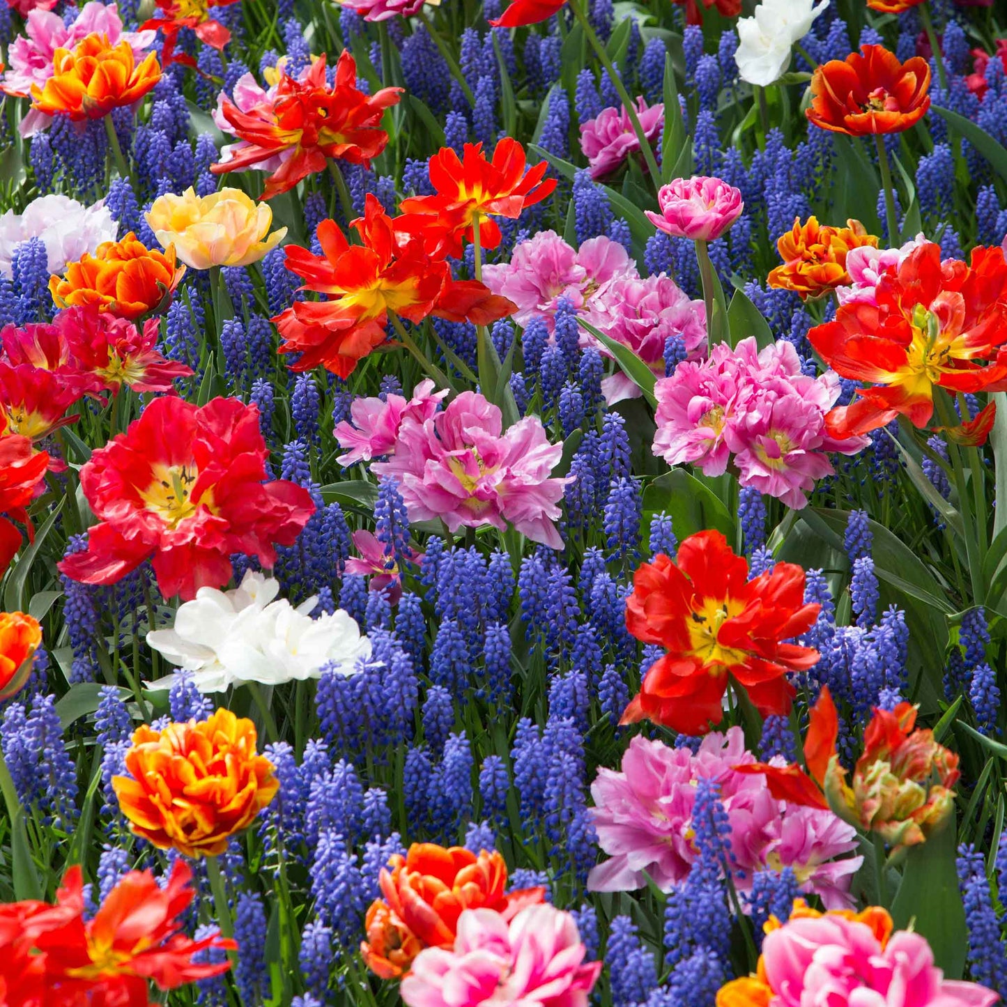 Close-up of double tulips and muscari blooms in a colorful field.