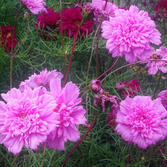 Double Click Cosmos – flower seed variety