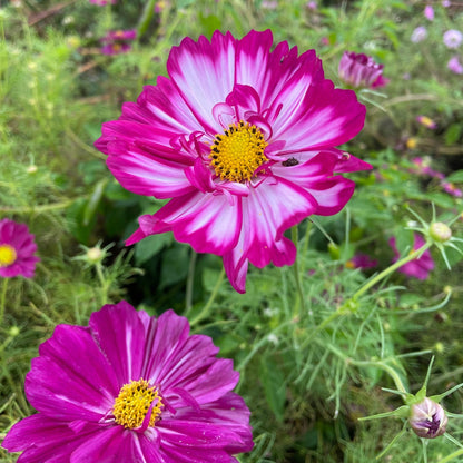 Double Click Cosmos